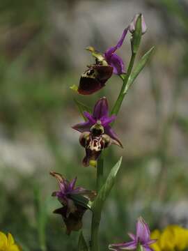 Image of Ophrys fuciflora subsp. apulica O. Danesch & E. Danesch