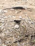 Image of Espanola Cactus Finch