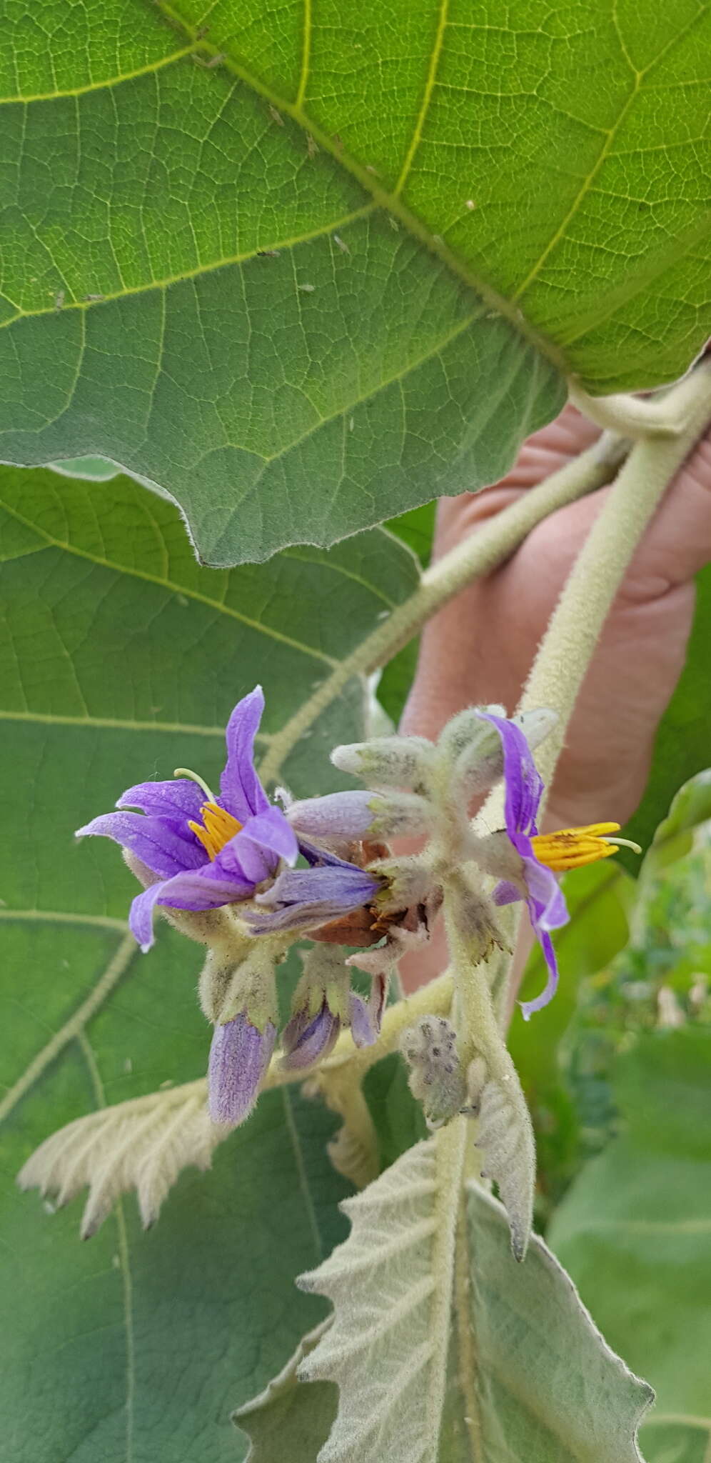 Image of Solanum mitlense Dun.