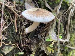 Image of Volvate amanita