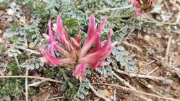 Image of Astragalus incanus L.