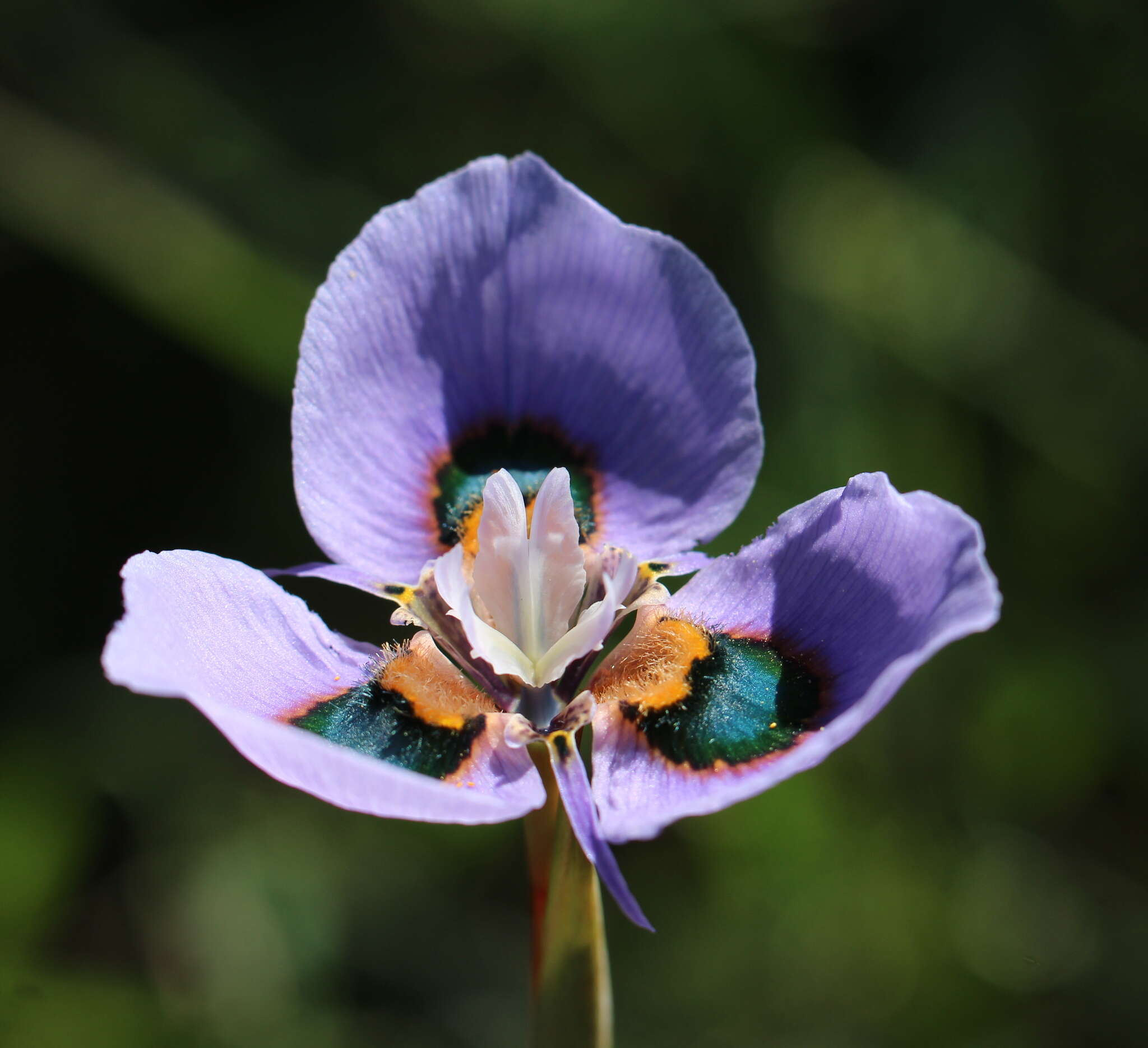 Image of Peacock moraea