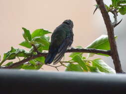 Image of Steely-vented Hummingbird