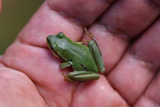 Image of Tree frog