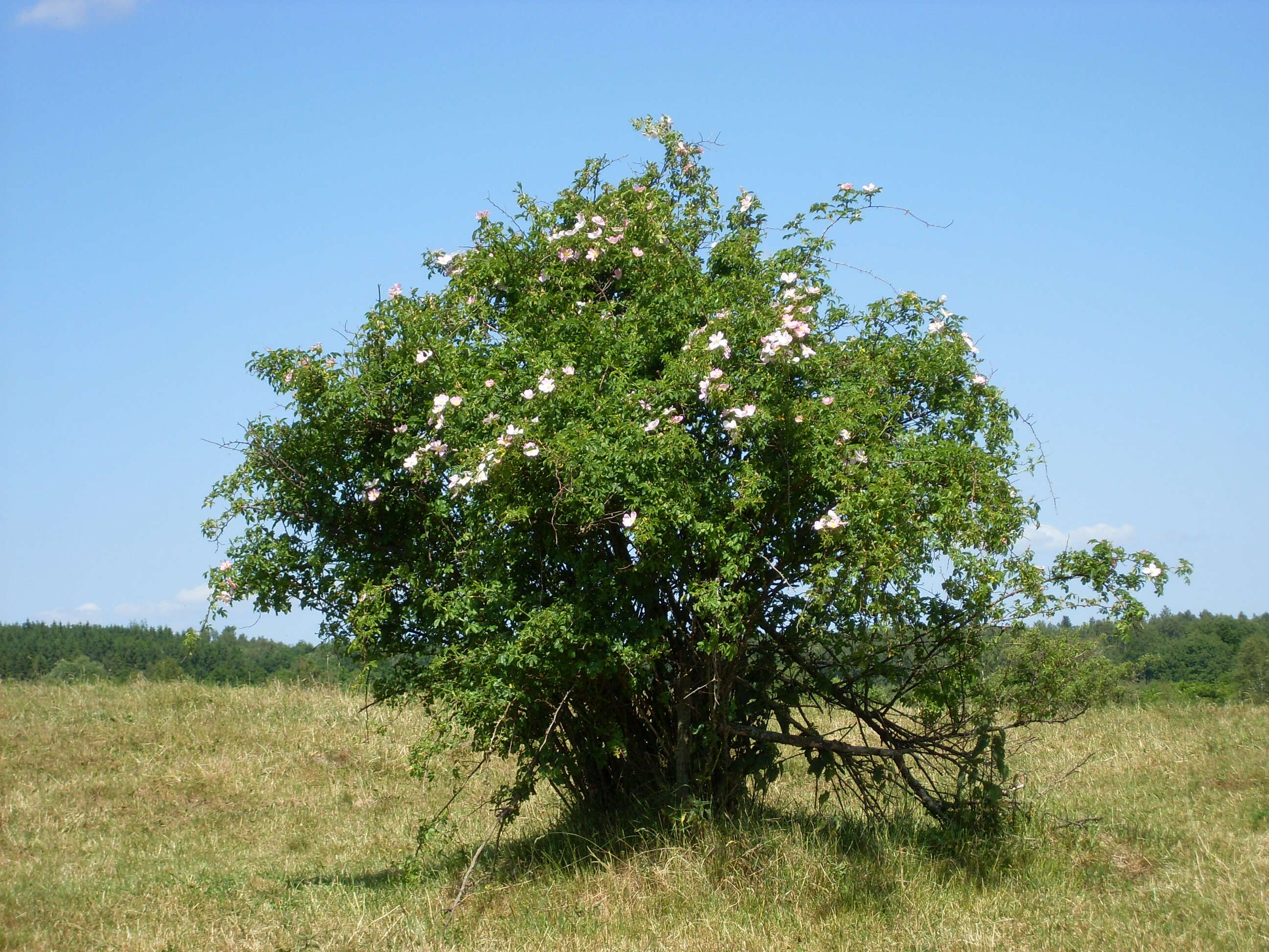 Image of glaucous dog rose