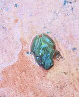 Image of Exerodonta xera (Mendelson & Campbell 1994)