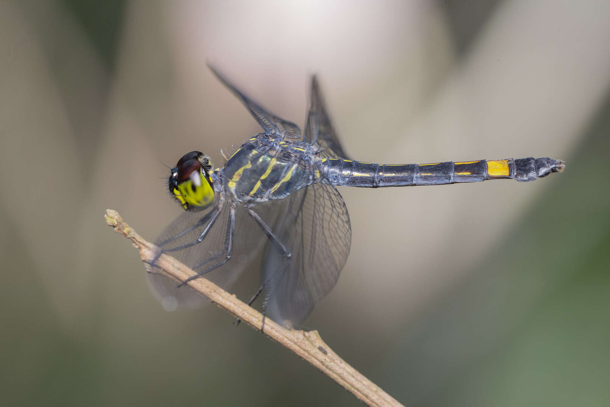 Слика од Agrionoptera sexlineata Selys 1879