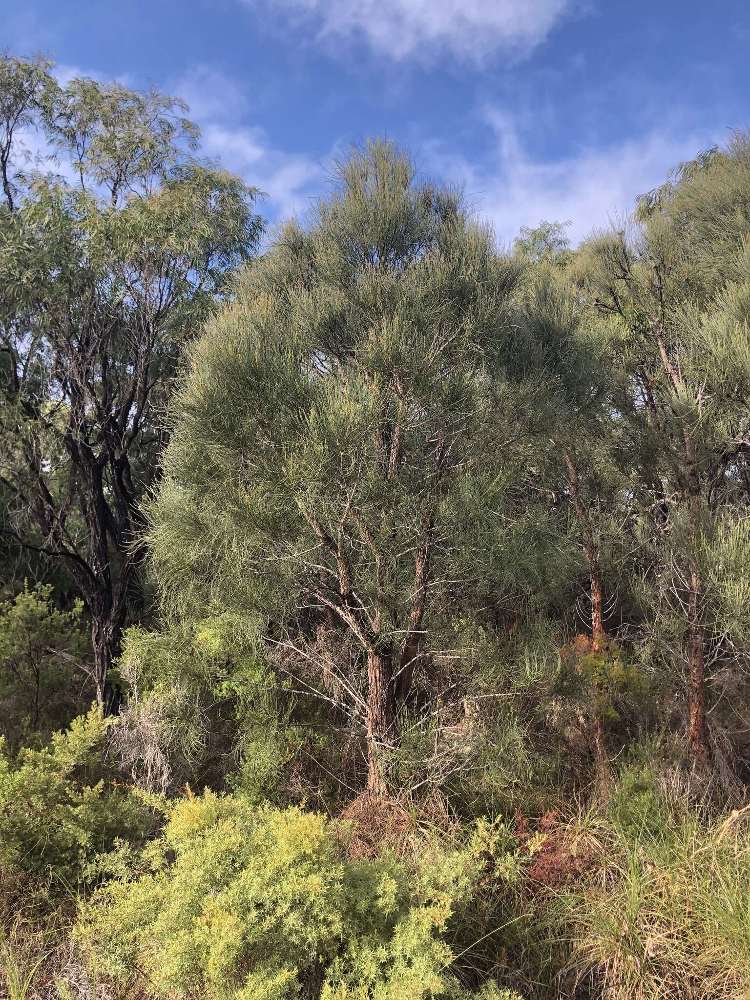 Image of Allocasuarina fraseriana (Miq.) L. A. S. Johnson