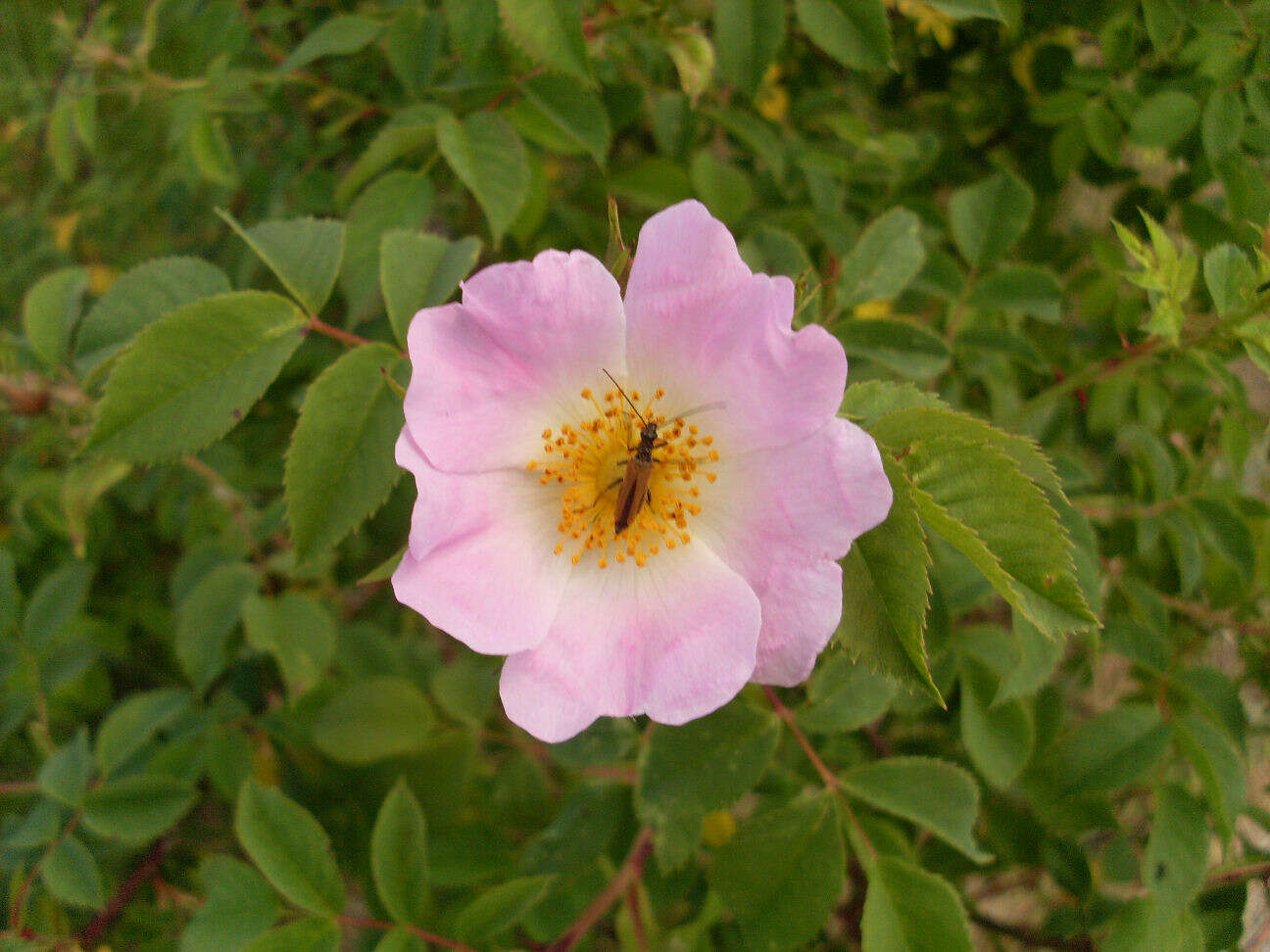 Image of glaucous dog rose