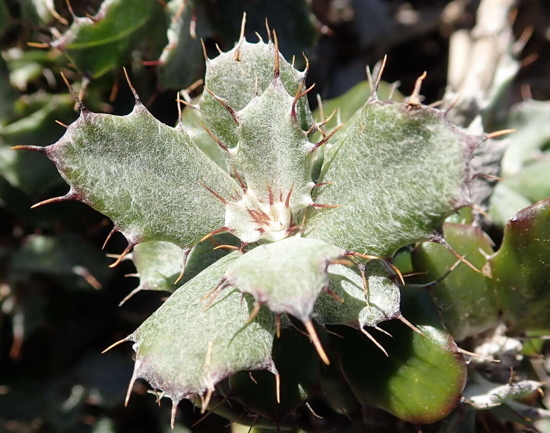 Image of Berkheya coriacea Harv.