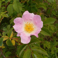 Image of glaucous dog rose