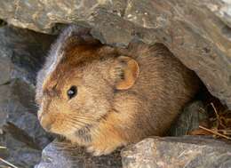 Image of Pallas’s Pika