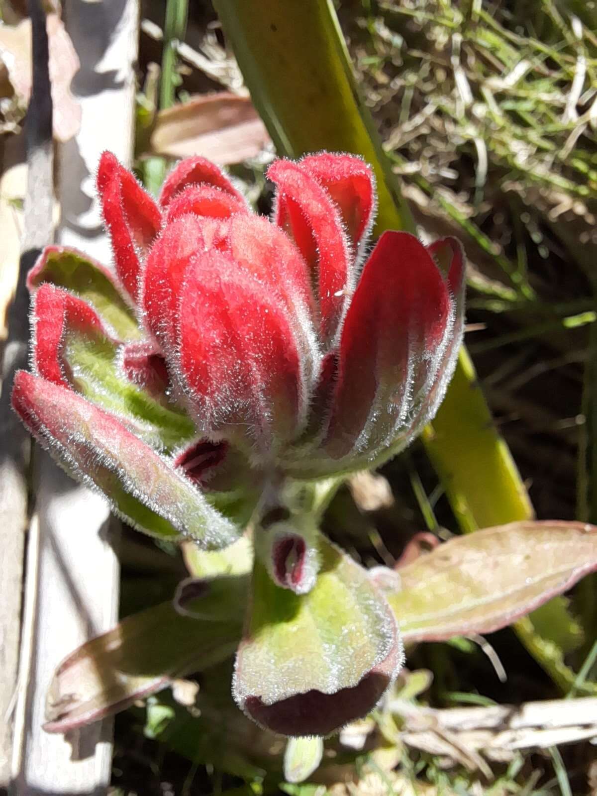 Image of Castilleja arvensis var. pastorei