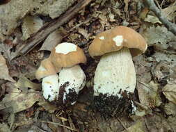 Imagem de Boletus nobilissimus Both & R. Riedel 2000