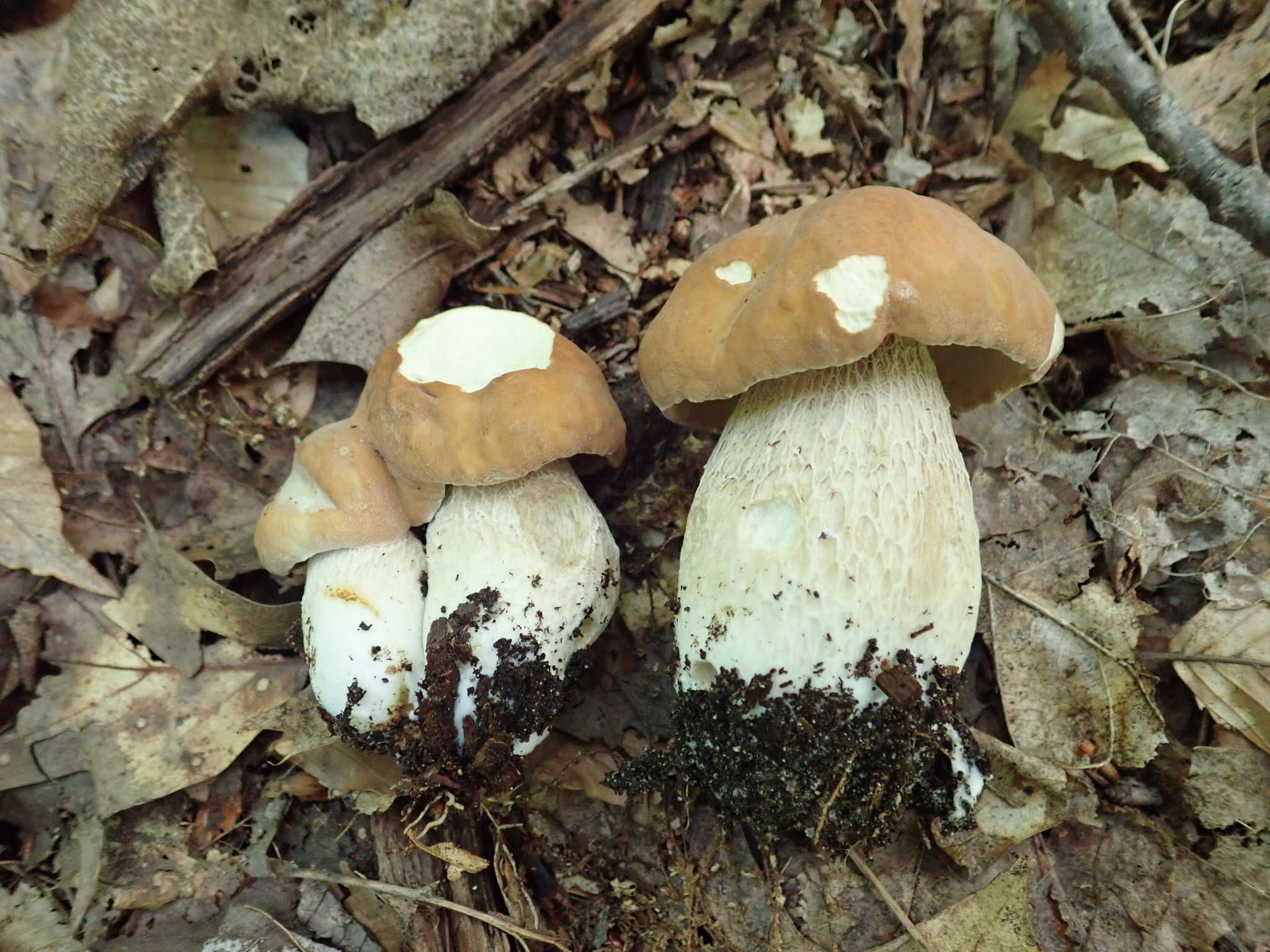 Imagem de Boletus nobilissimus Both & R. Riedel 2000