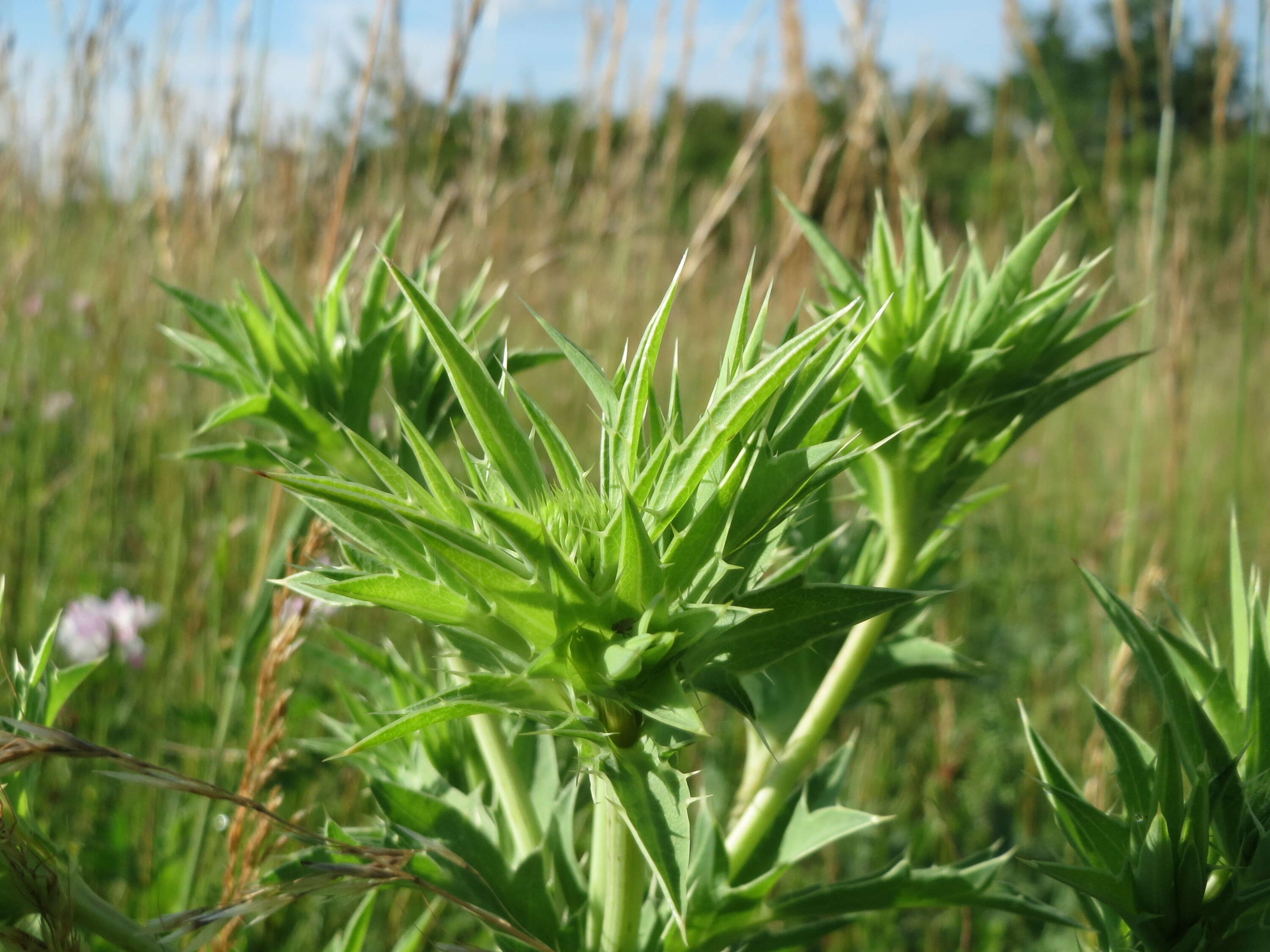 Imagem de Eryngium campestre L.