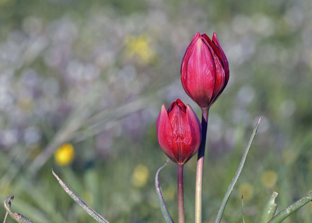 Image of orange wild tulip