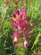 Image of field cow-wheat