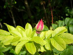 Image of japanese rose