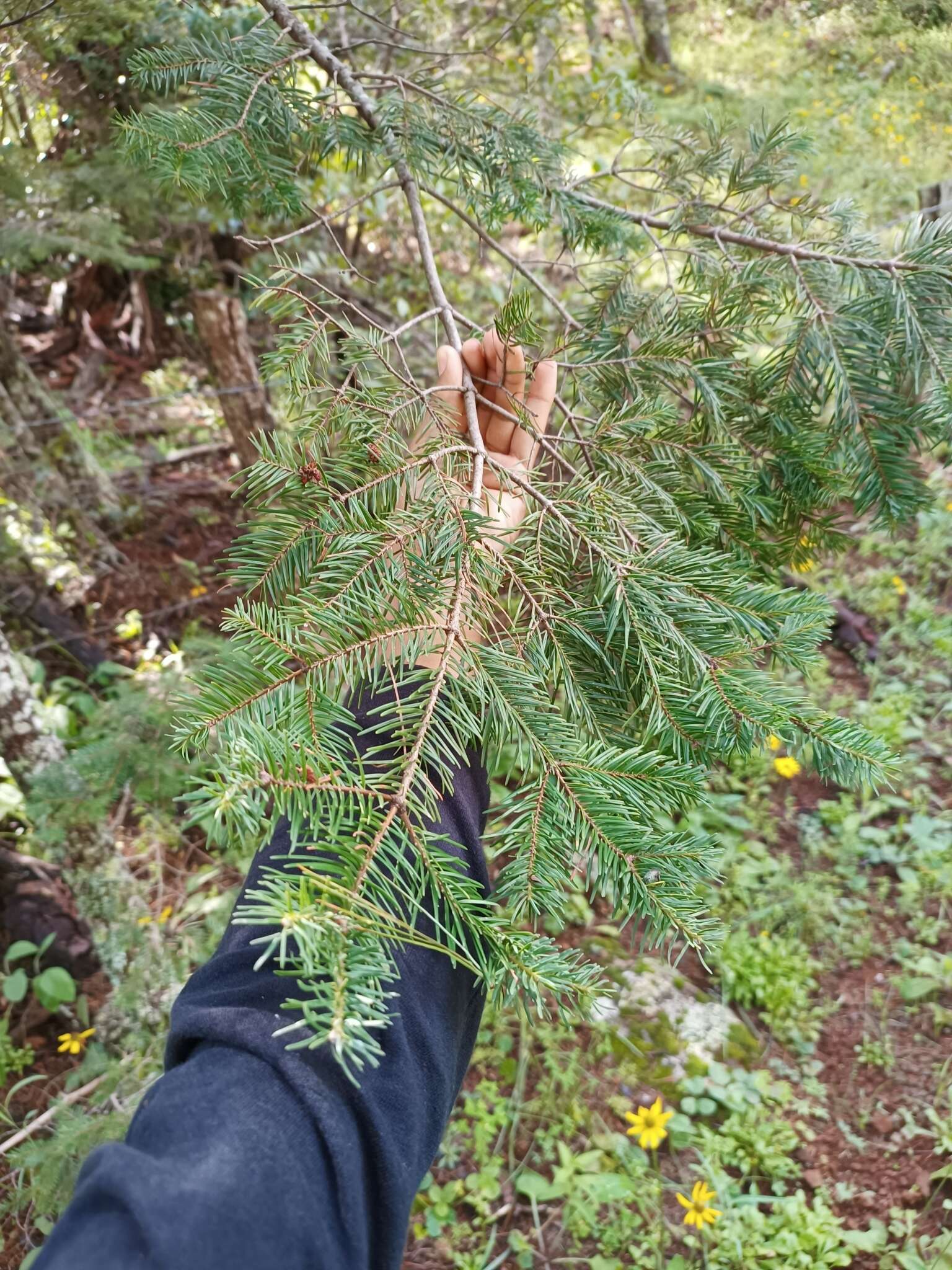 Image de Abies durangensis Martínez