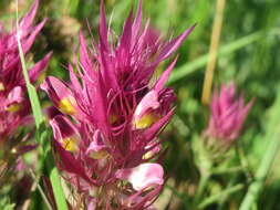 Image of field cow-wheat