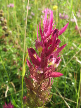 Image of field cow-wheat