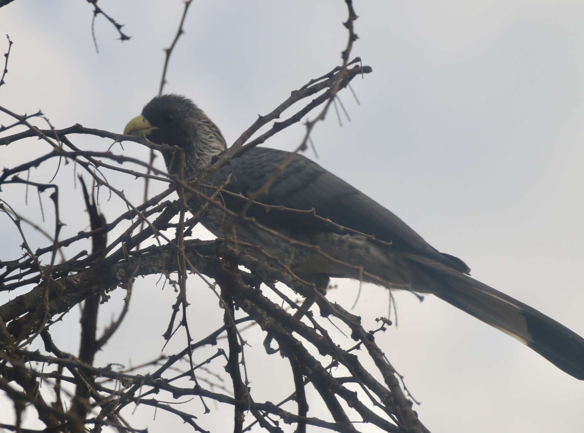 Image of Eastern Plantain-eater