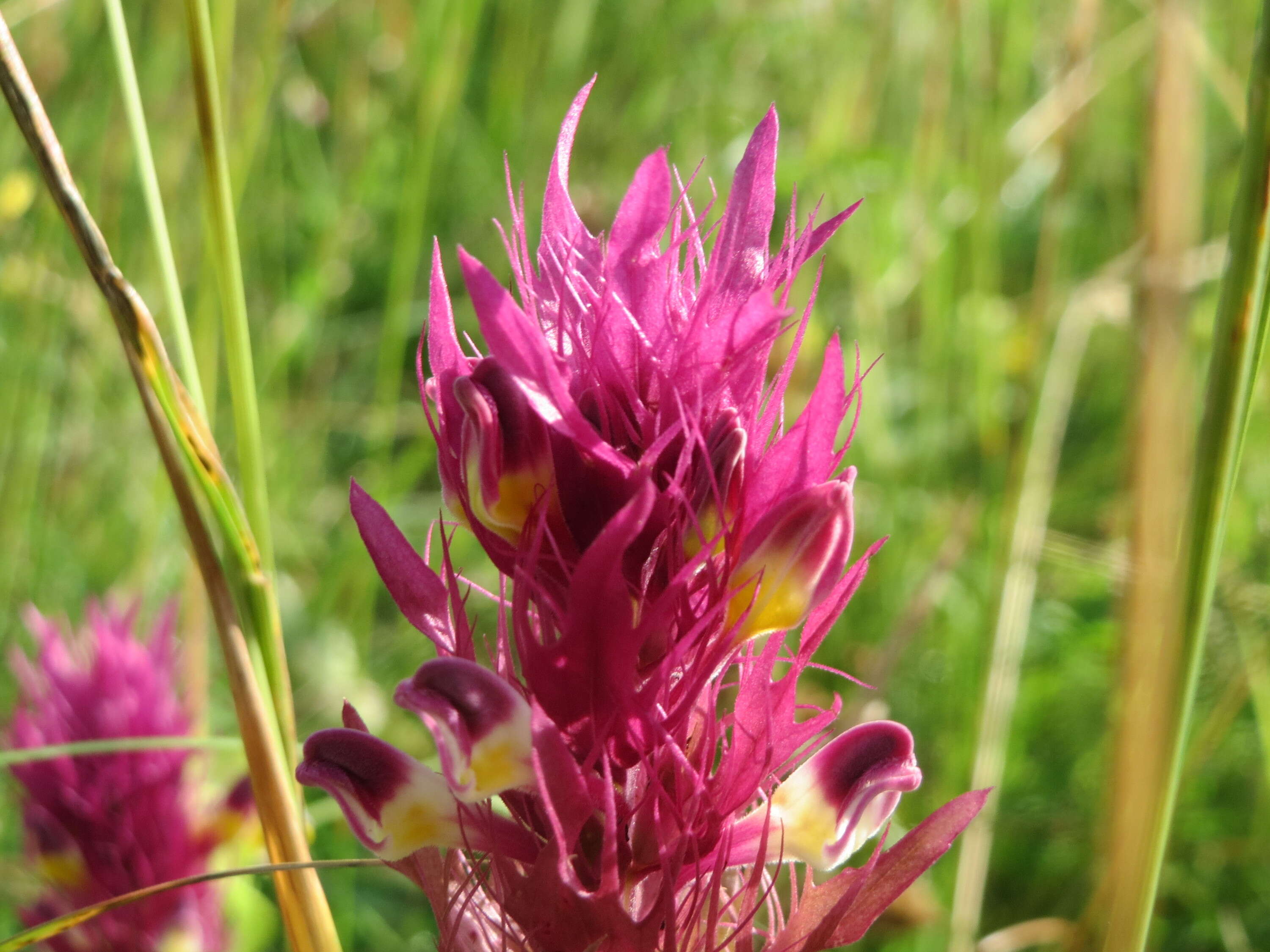 Image of field cow-wheat