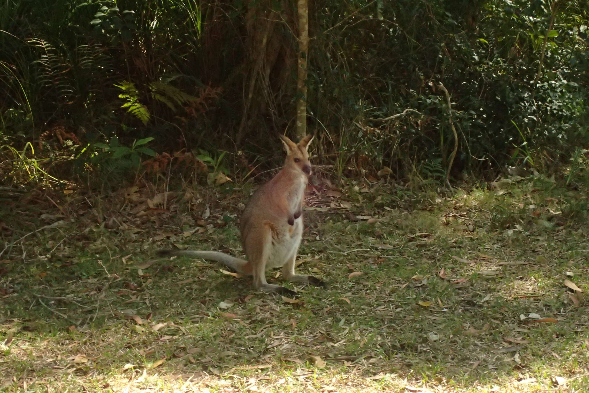 Image of wallaby