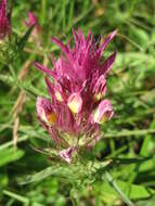 Image of field cow-wheat