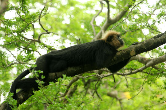 Plancia ëd Semnopithecus johnii (J. Fischer 1829)