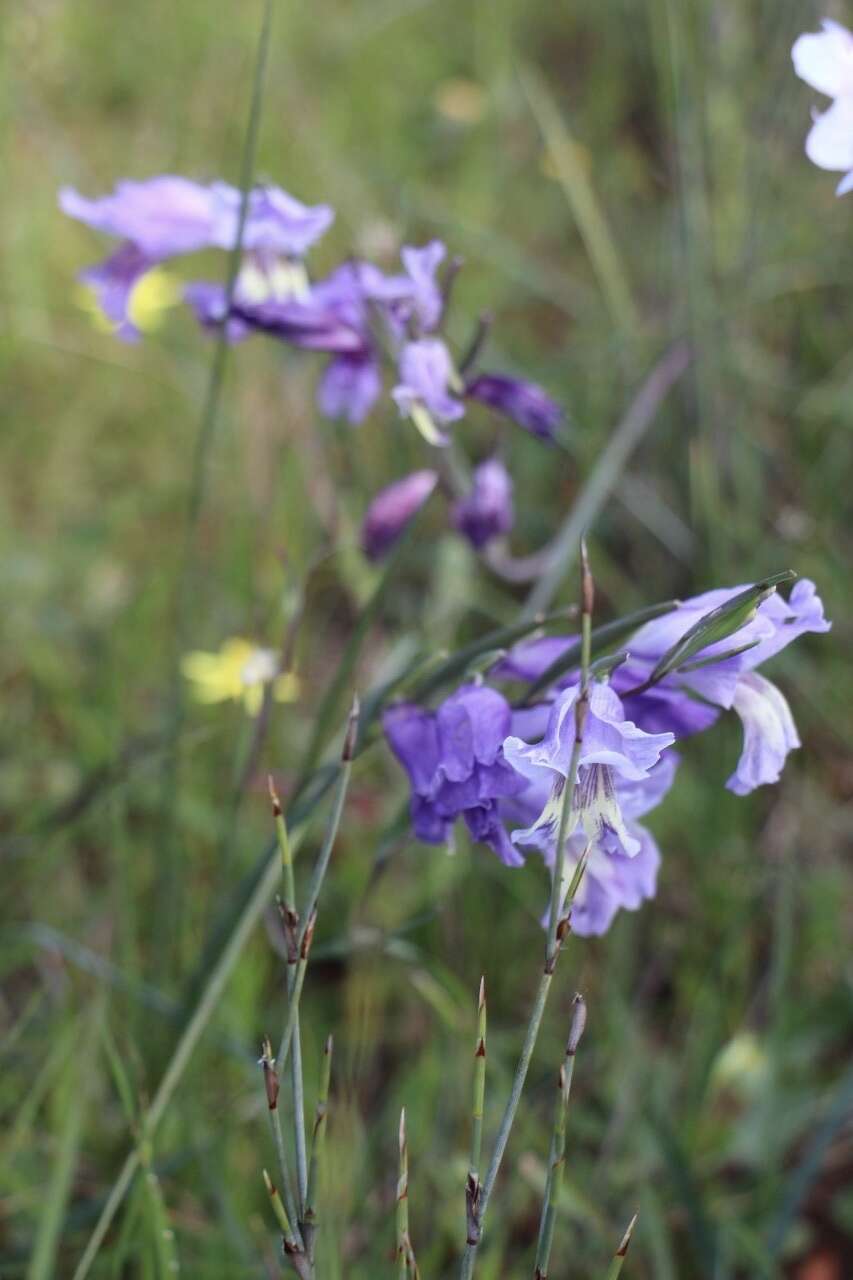 Image of Gladiolus carinatus subsp. carinatus