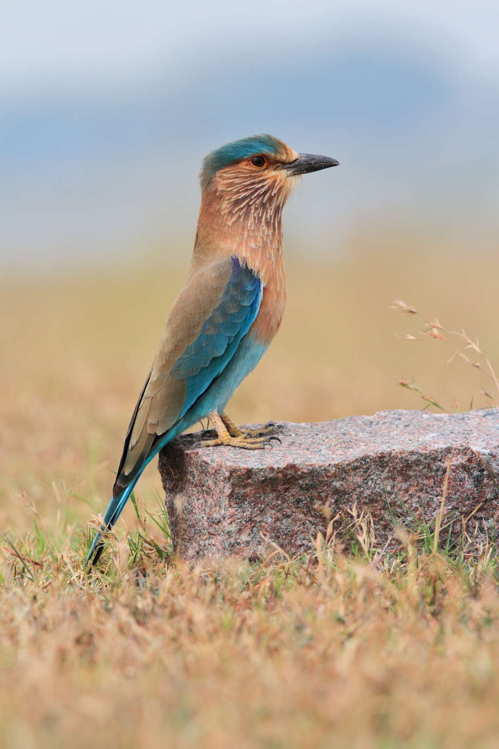 Imagem de Coracias benghalensis (Linnaeus 1758)