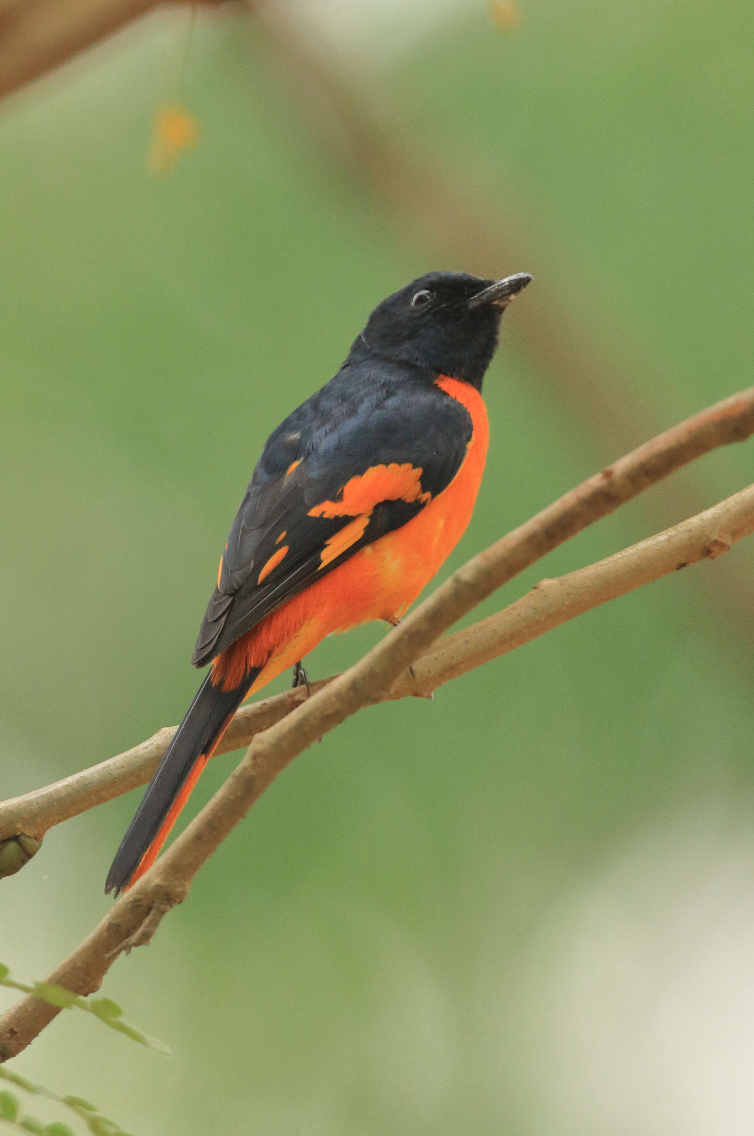 Image of cuckoo-shrikes