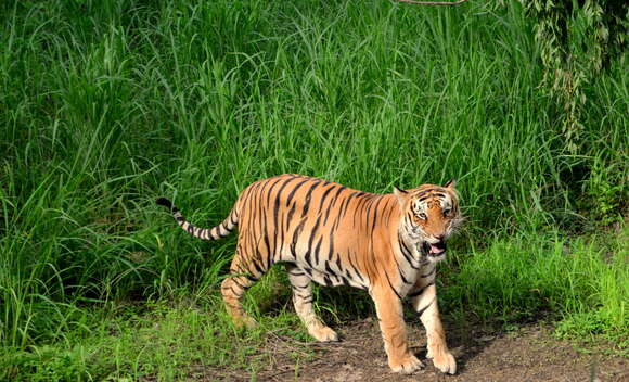 Image of Bengal Tiger