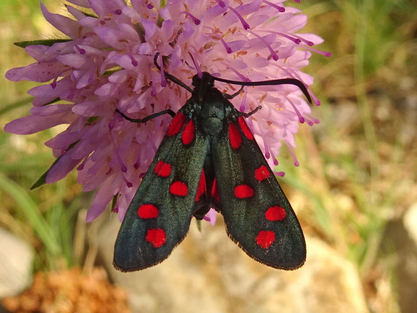 Image of six-spot burnet