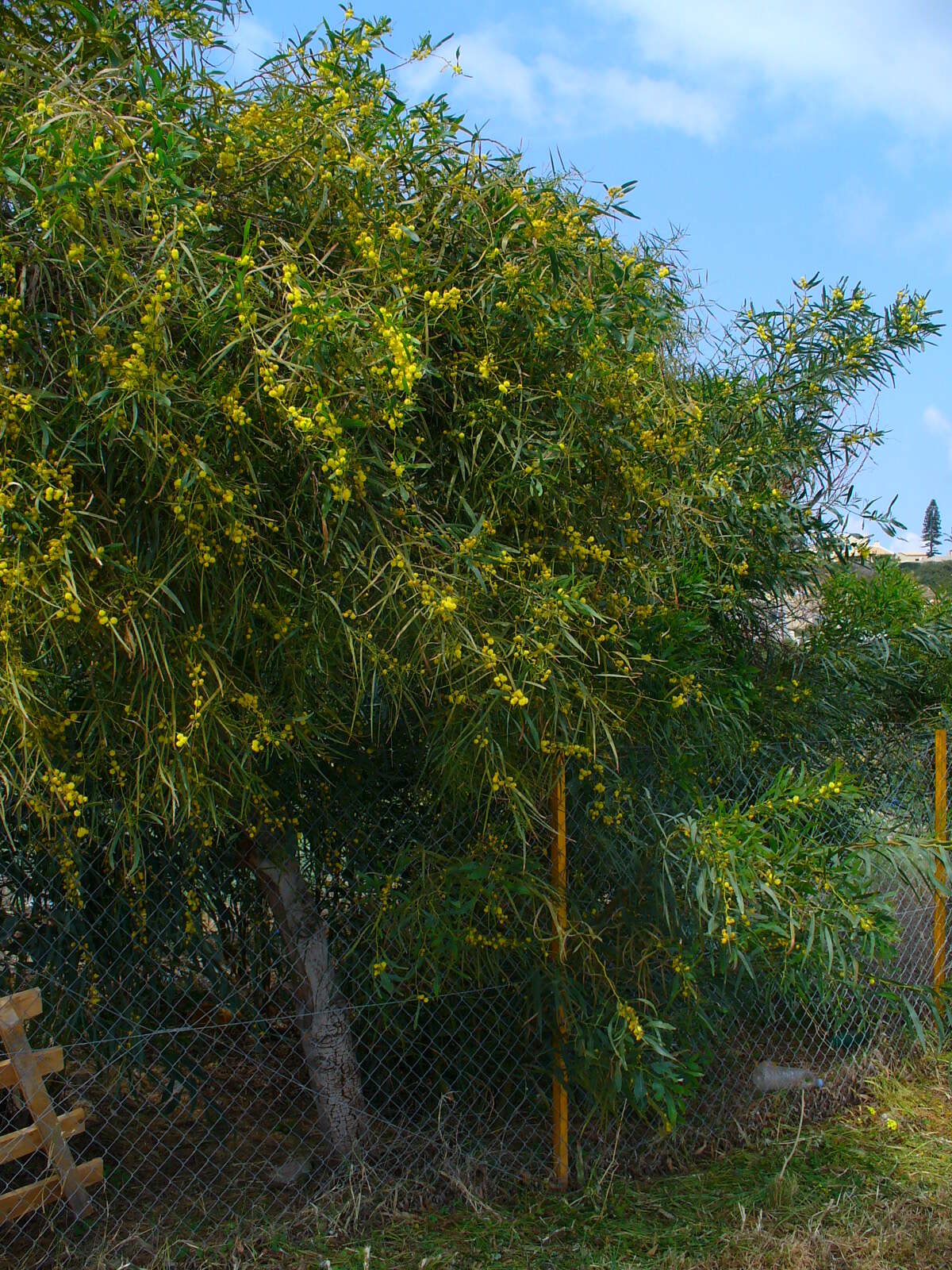 Image of orange wattle