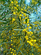 Image of orange wattle