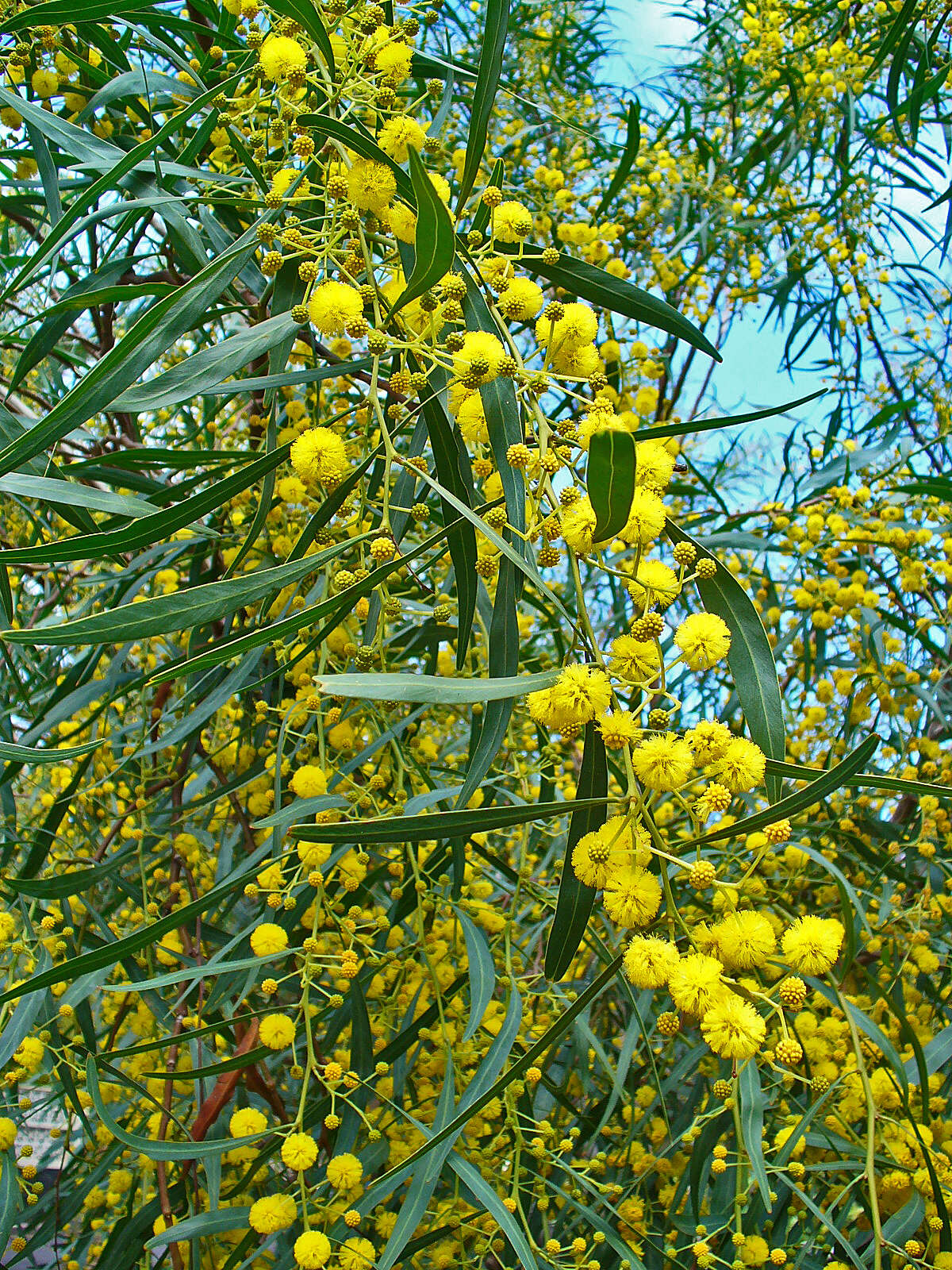 Image of orange wattle