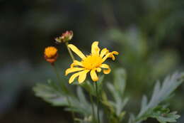 Imagem de Euryops chrysanthemoides (DC.) B. Nordenst.