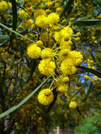 Image of orange wattle