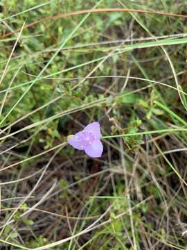 Image de Callisia ornata (Small) G. C. Tucker