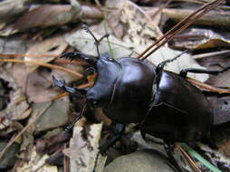 Image of Neolucanus maximus Houlbert 1912