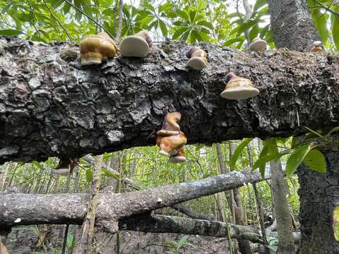 Image of Ganoderma ochrolaccatum (Mont.) Pat. 1889