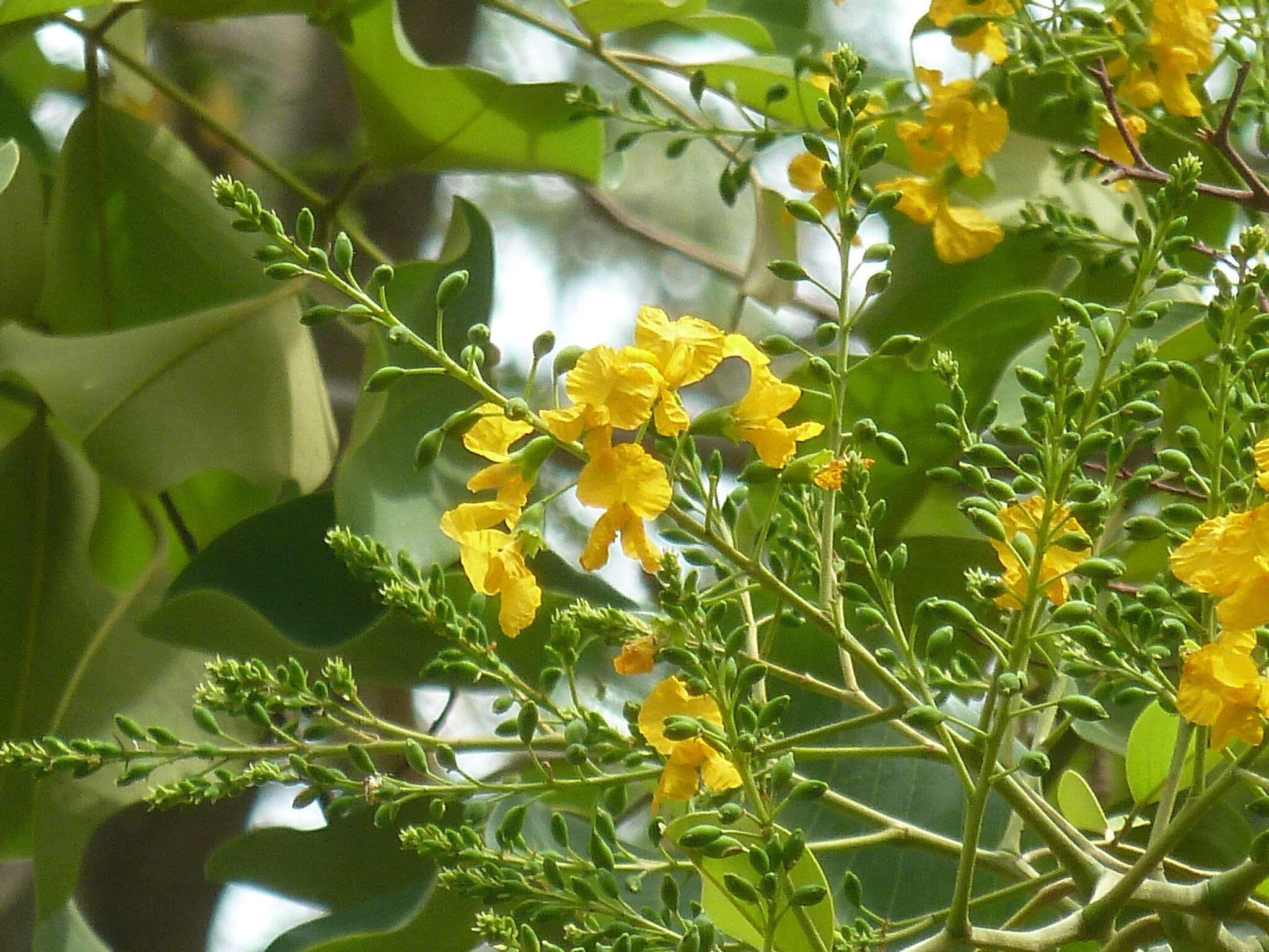 Imagem de Pterocarpus rotundifolius (Sond.) Druce