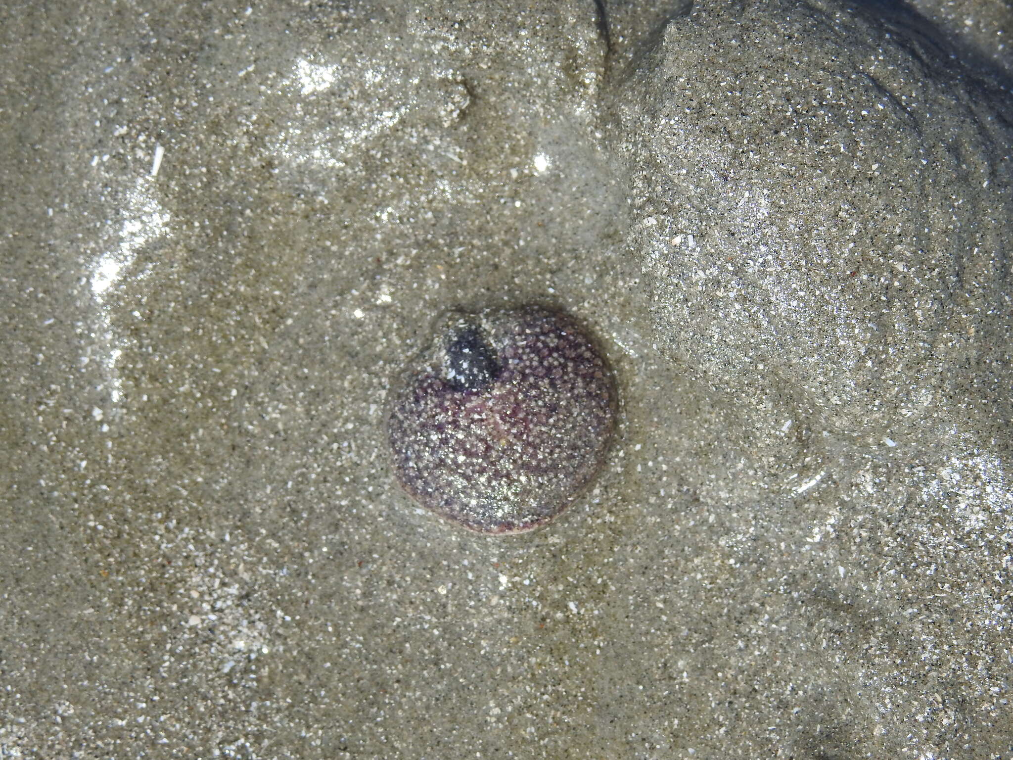 Image of sea pansy