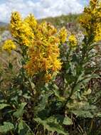 Plancia ëd Solidago virgaurea subsp. taurica (Juz.) Tzvel.