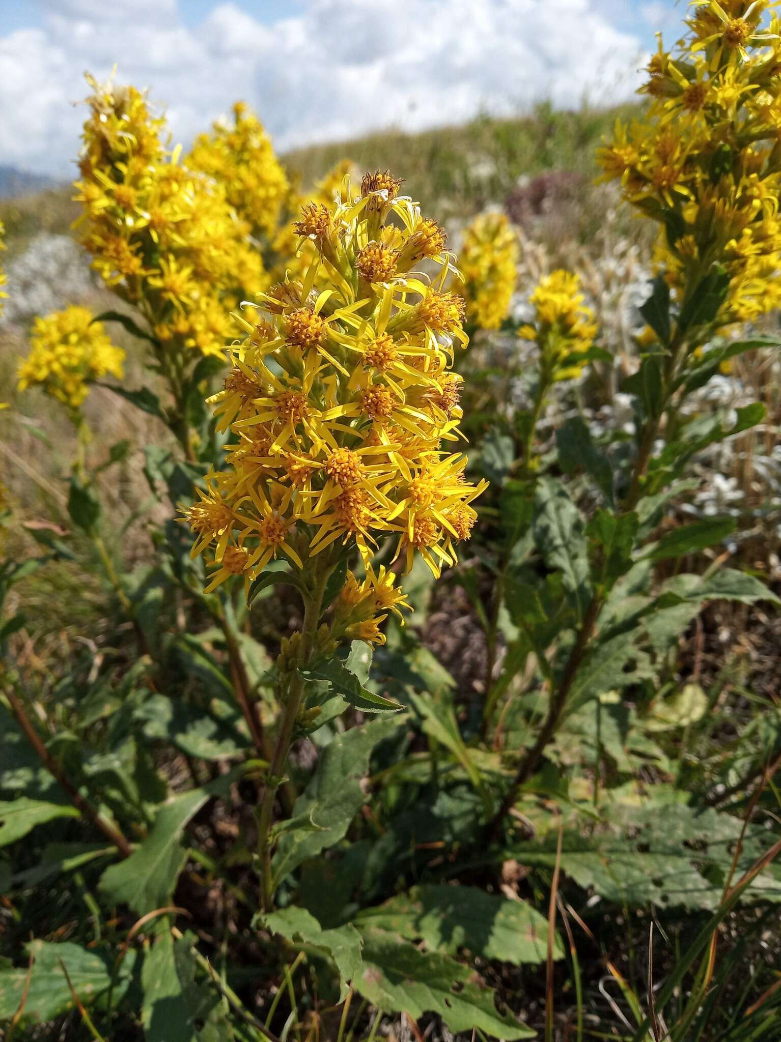 Imagem de Solidago virgaurea subsp. taurica (Juz.) Tzvel.