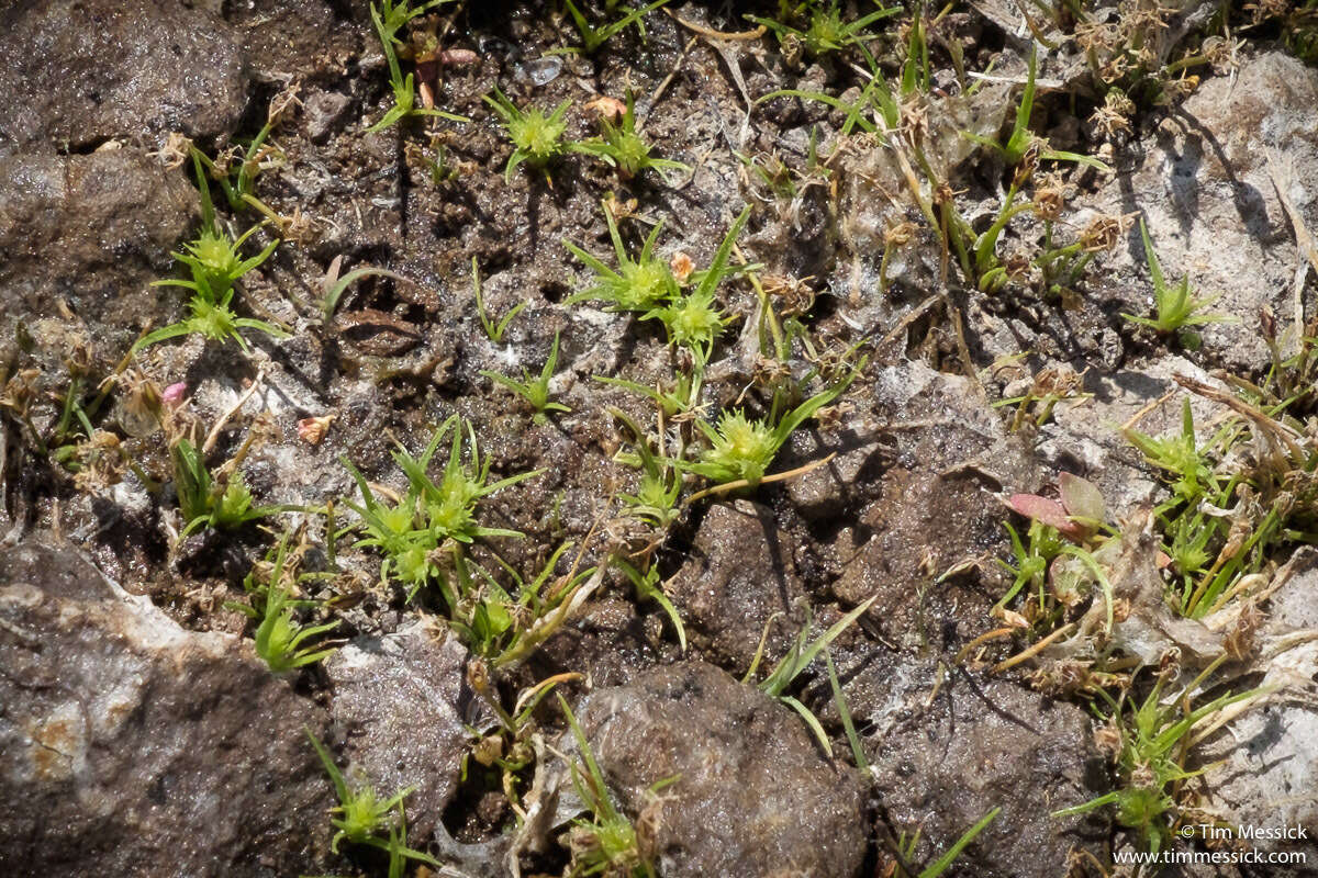 Image of bearded flatsedge