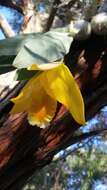 Image of Daffodil orchid